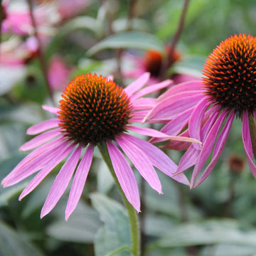 Narrow-Leaved Coneflower Echinacea angustifolia garden seeds for perennial flower gardening