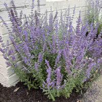Little Spire Russian Sage Perovskia Atriplicifolia Little Spire Compact Drought-Tolerant Perennial Fragrant Blue Flowers