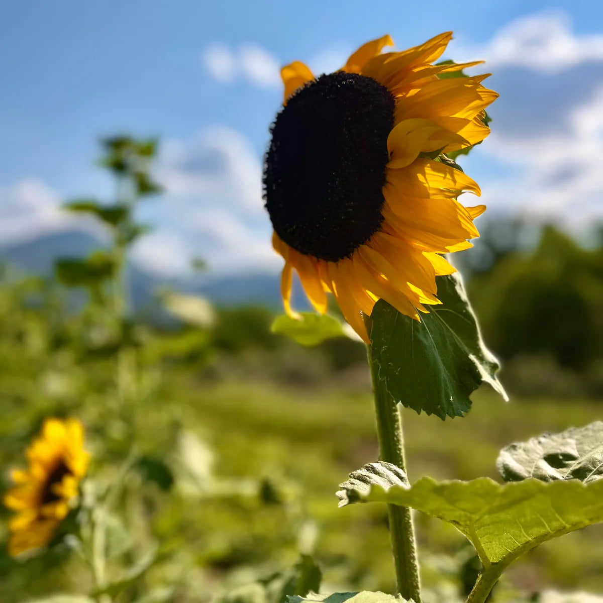 Organic Hopi Black Dye Sunflower Seeds for garden planting
