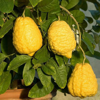Citrus Medica Citron – Fragrant Evergreen Fruit Tree Seeds