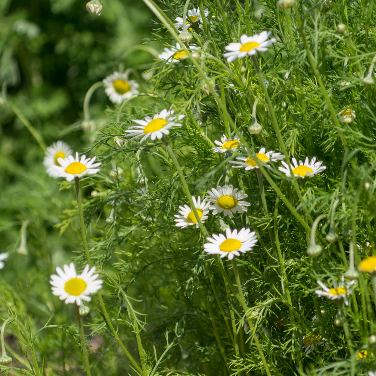 Organic Roman Chamomile Chamaemelum nobile herb plant seeds for home gardening