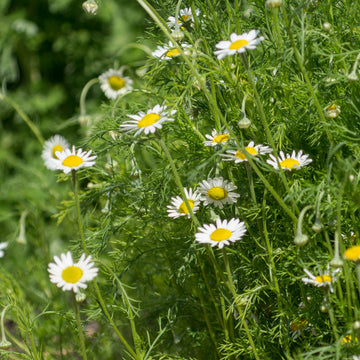 Organic Roman Chamomile Chamaemelum nobile herb plant seeds for home gardening