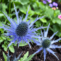 Eryngium planum Seeds – Sea Holly Ornamental Garden Flowers