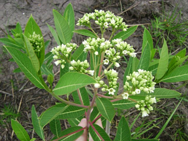 Indian Hemp Seeds – Apocynum cannabinum for Native Garden Planting