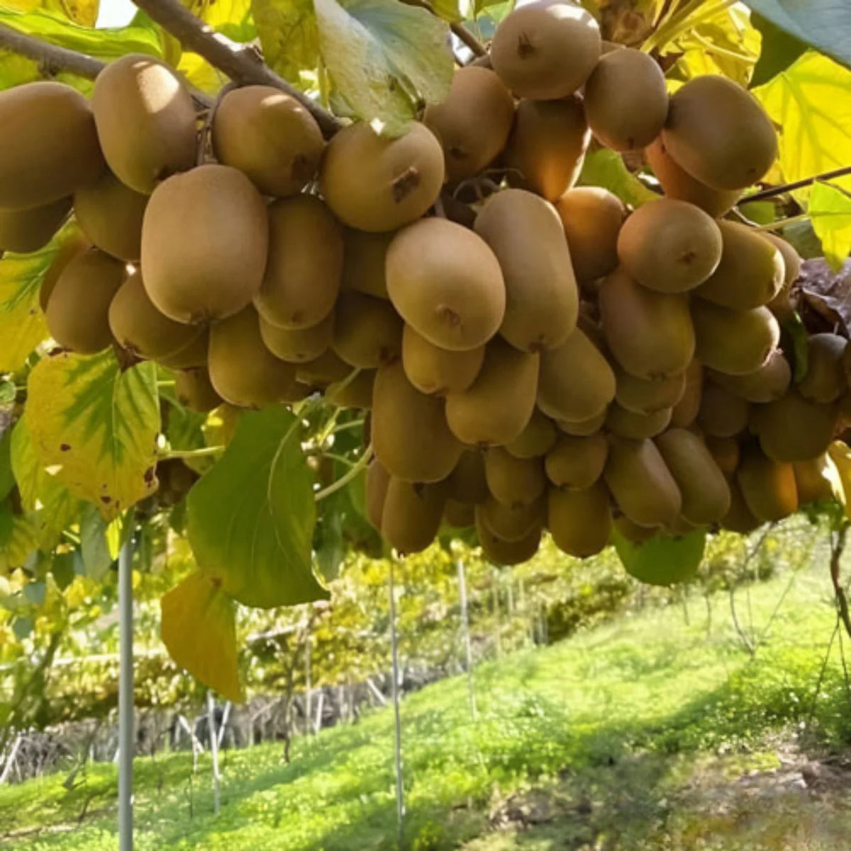 New Chinese Climbing – Climbing, Garden Fruit Seeds