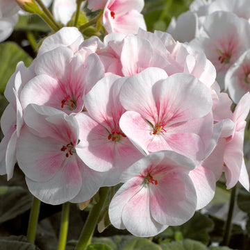 Geranium Maverick Appleblossom Seeds Soft Pink Blooms High-Performance Garden Variety