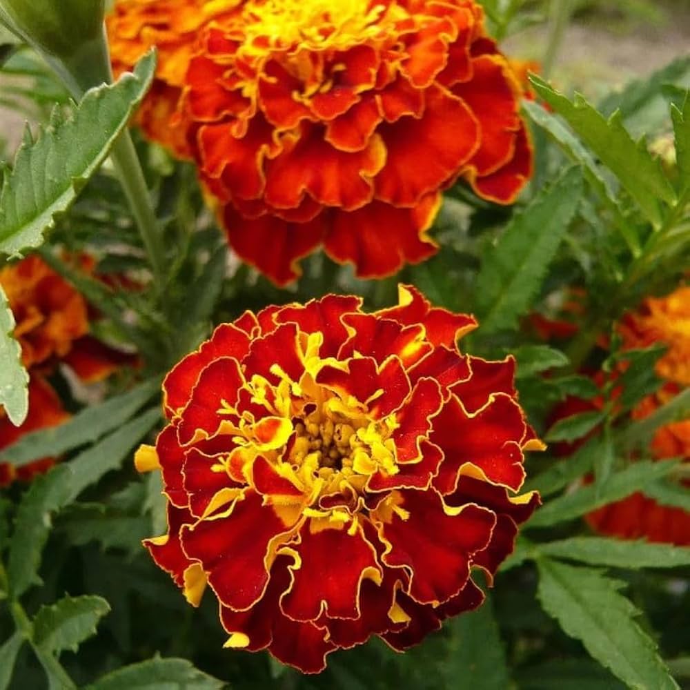 French Marigold flower seeds for growing colorful ornamental garden flowers.