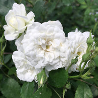 Rosa Alba Maxima Seeds – White Heirloom Rose for Garden Planting