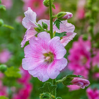 Pastel Hollyhock Seeds, Alcea rosea for Flower Gardens