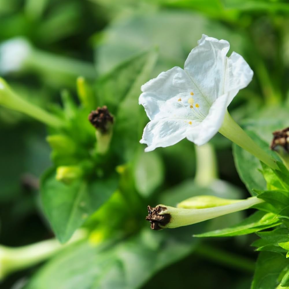 Organic White Four O'Clock Flower Seeds,Mirabilis jalapa for Garden Planting