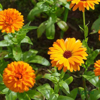 Orange Calendula flower seeds for garden planting and ornamental flower beds