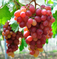 Rare Finger Grape Seeds Advanced Fruit Seed Natural Growth Grape Delicious