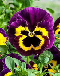 Violet Yellow Pansy Flower seeds for Planting - Bright Blooms, Heirloom & GMO Free Seeds for Home Garden