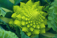 Broccoli Seeds Non-GMO Fresh Garden Seeds Made in USA Ships from Iowa
