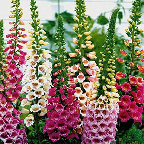 Digitalis Foxglove Mixed – Colorful, Mixed, Hummingbird Attracting