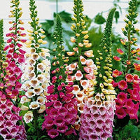 Digitalis Foxglove Mixed – Colorful, Mixed, Hummingbird Attracting