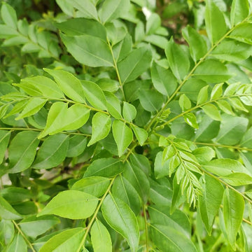 Curry Leaf Tree Murraya koenigii seeds for home garden cultivation