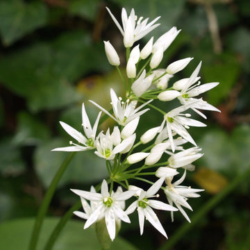 Organic Bear's Garlic (Allium ursinum) plants growing in a shaded woodland garden, displaying broad fresh green leaves and clusters of delicate white star-shaped flowers on slender stems.