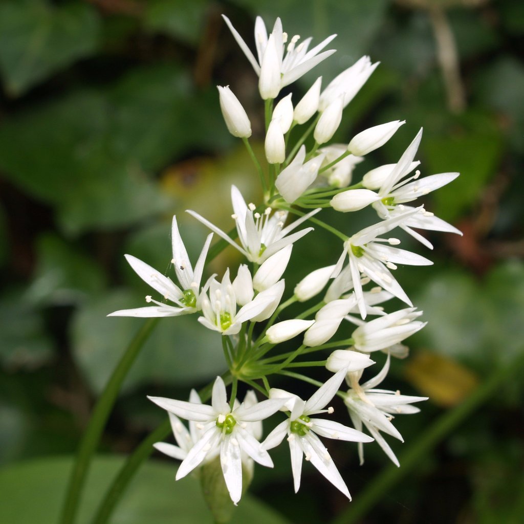 Organic Wild Garlic (Allium ursinum) growing in a shaded woodland garden, displaying broad fresh green leaves and delicate clusters of white star-shaped spring flowers beneath deciduous trees.