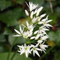 Organic Wild Garlic (Allium ursinum) growing in a shaded woodland garden, displaying broad fresh green leaves and delicate clusters of white star-shaped spring flowers beneath deciduous trees.
