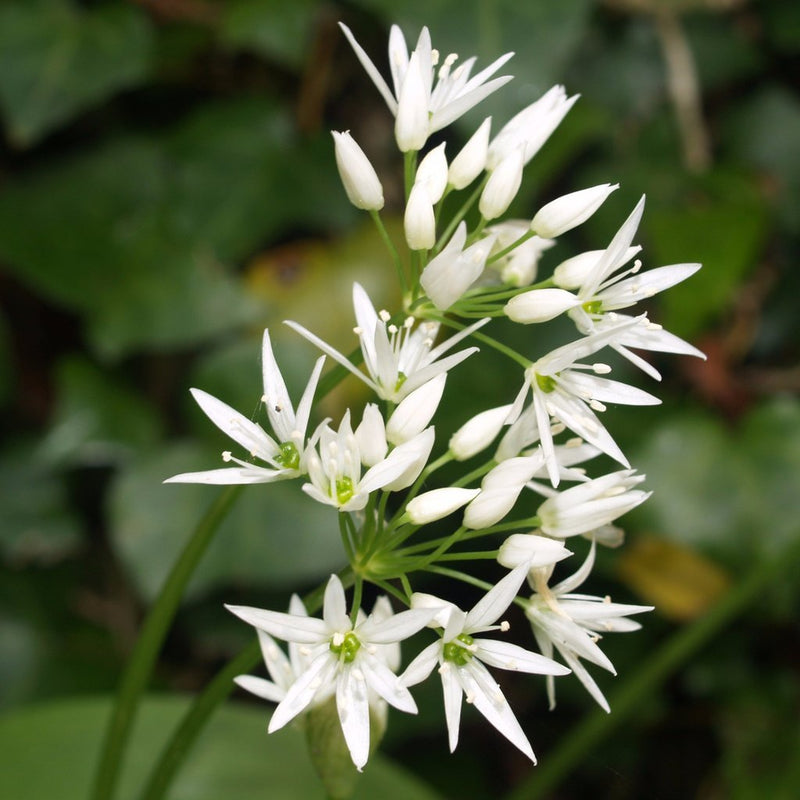 Organic Wild Garlic (Allium ursinum) growing in a shaded woodland garden, displaying broad fresh green leaves and delicate clusters of white star-shaped spring flowers beneath deciduous trees.