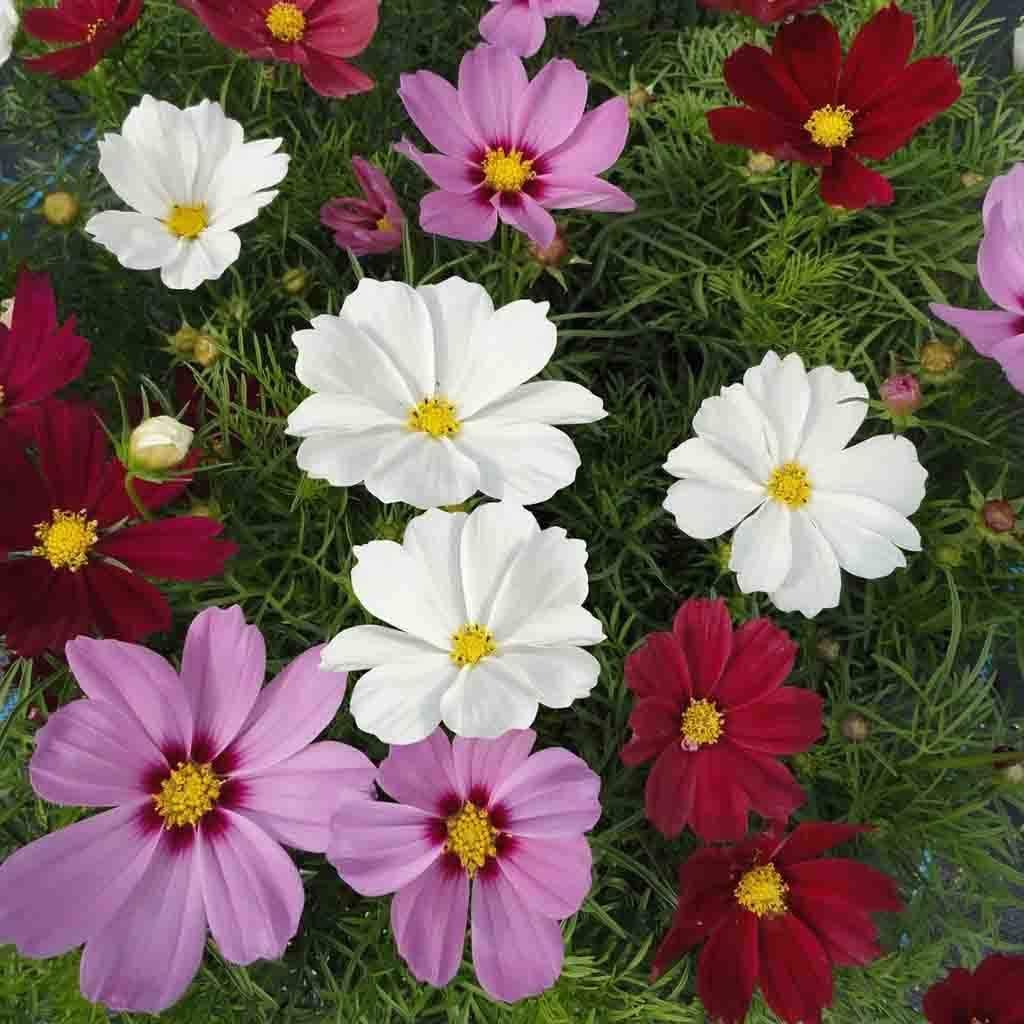 Sensation Tall Mixed Cosmos – Colorful Wildflower Garden Seeds