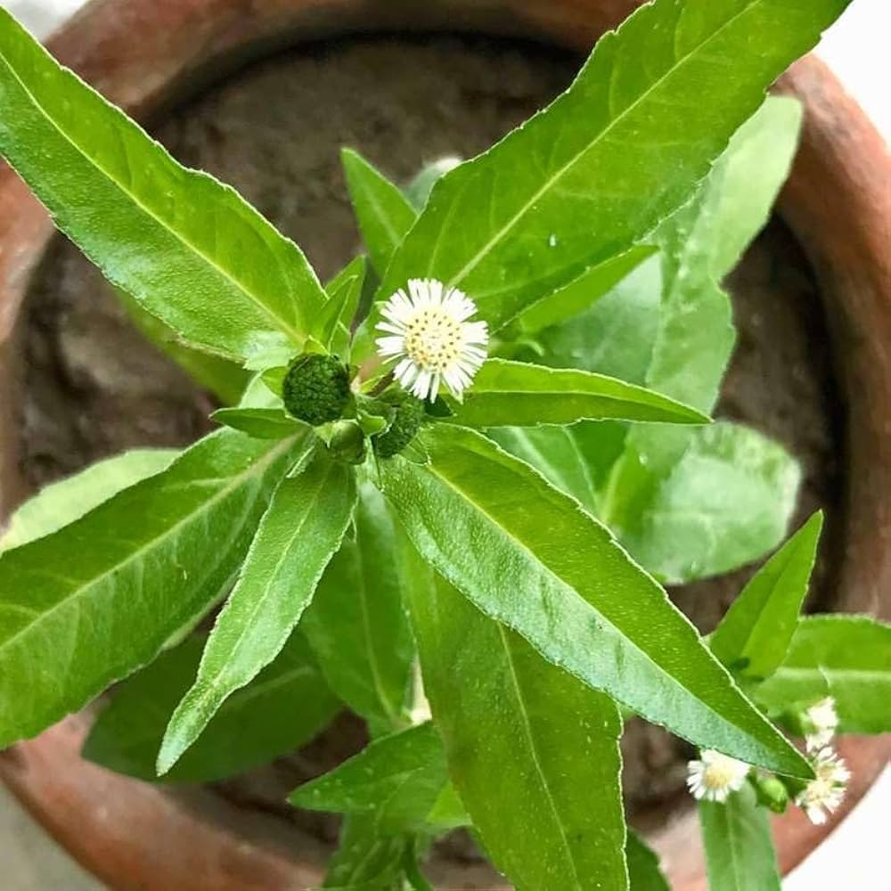 Organic Eclipta alba (Eclipta prostrata) False Daisy herb featuring small white daisy-like flowers, narrow green leaves, and branching stems in a home herb garden.