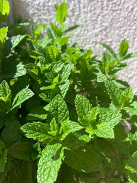 Mentha haplocalyx Chinese Mint seeds for growing an aromatic herb plant