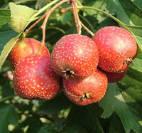 Chinese Hawthorn, Crataegus pinnatifida Seeds – Shan Zha Tree