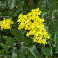 Tall Oregon Grape Mahonia aquifolium Seeds for Landscape Gardens and Home Gardening