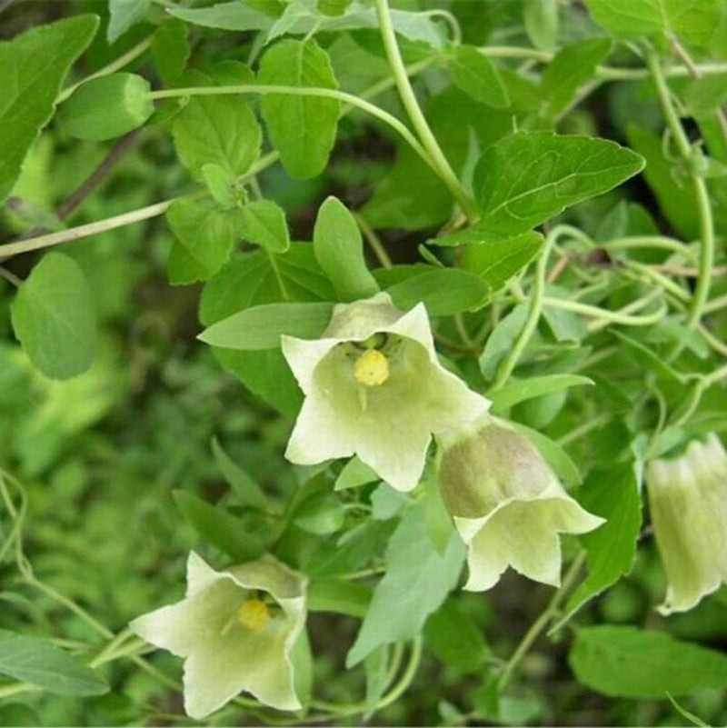 Dang Shen Codonopsis pilosula botanical herb seeds for garden planting