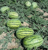 Watermelon Crimson Sweet – Garden Fruit Seeds