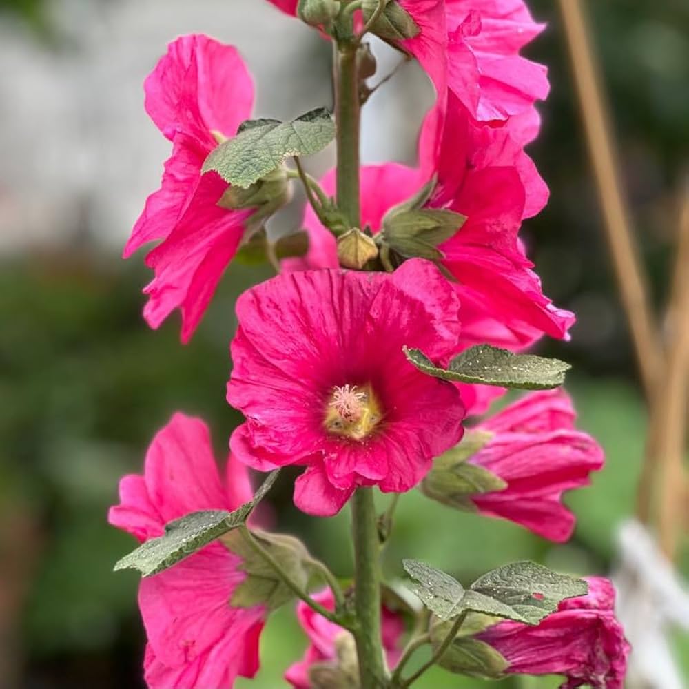 Pastel Hollyhock Alcea rosea ornamental flowering plants with tall flower spikes, soft pastel-colored blossoms, and broad green leaves in a cottage garden
