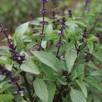 Organic Basil Seeds for Herb Gardens Featuring Genovese, Greek, Mrihani, Sweet, and Thai Basil