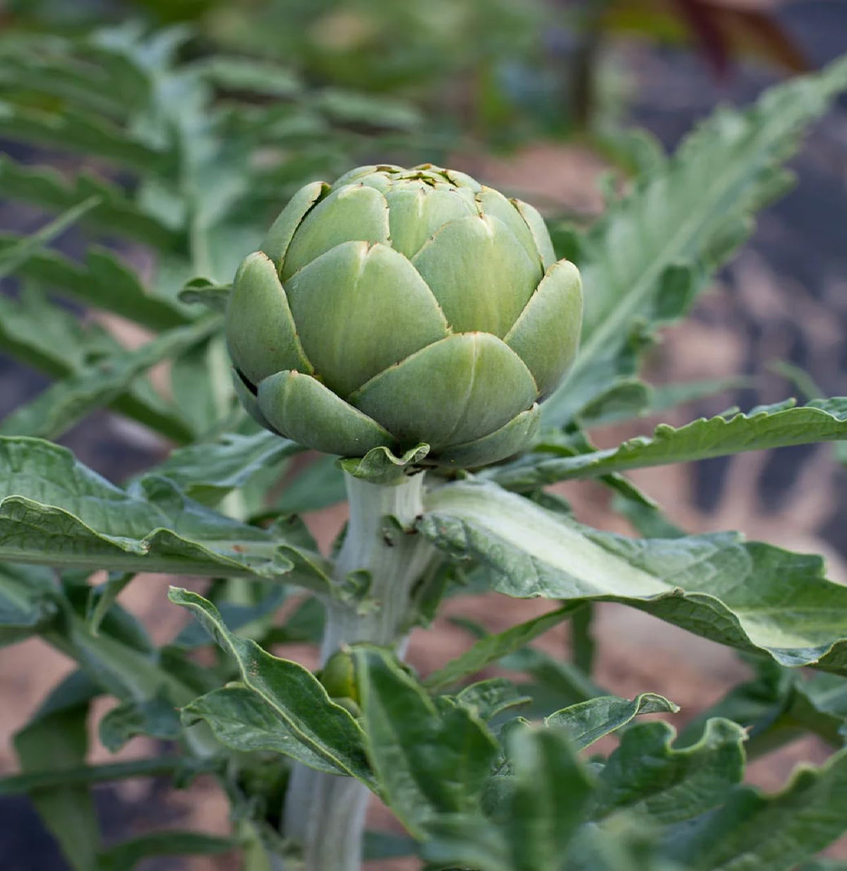 Artichoke Seeds Green – Garden Flower Seeds