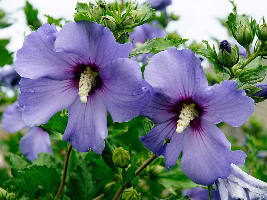 Rose Of Sharon – Garden Flower Seeds