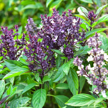 Tree Basil Ocimum suave seeds for home gardening