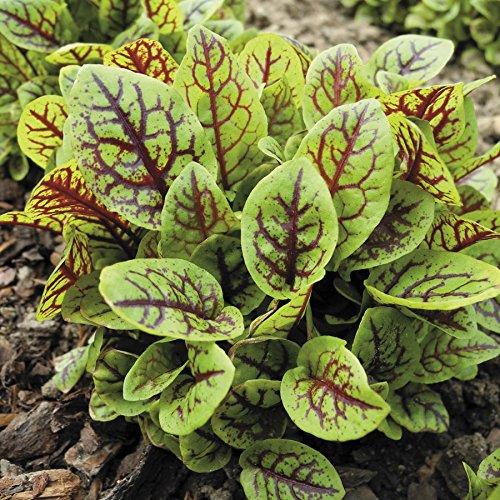 Red-Veined Dock Rumex sanguineus plant with green leaves and prominent red veins.