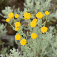 Fragrant Santolina Cottton – Fragrant, Perennial Herb Seeds