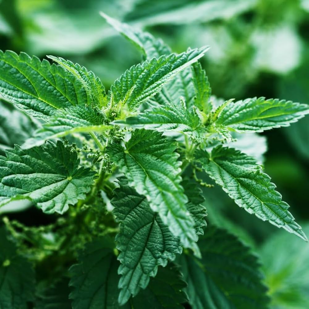 Urtica dioica stinging nettle plant with green serrated leaves