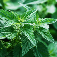 Urtica dioica stinging nettle plant with green serrated leaves