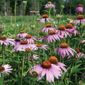Organic Echinacea purpurea Purple Coneflower with pink-purple petals, prominent orange-brown central cones, and green foliage in a native wildflower garden.