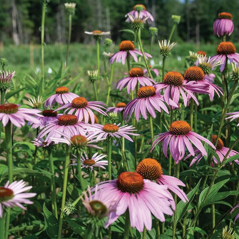 Organic Echinacea purpurea Purple Coneflower with pink-purple petals, prominent orange-brown central cones, and green foliage in a native wildflower garden.