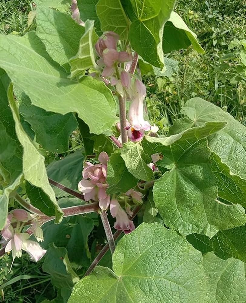 Proboscidea parviflora Southwest Devil’s Claw seed product for gardening