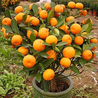 Dwarf Tangerine Mandarin – Bonsai, Dwarf Fruit Seeds
