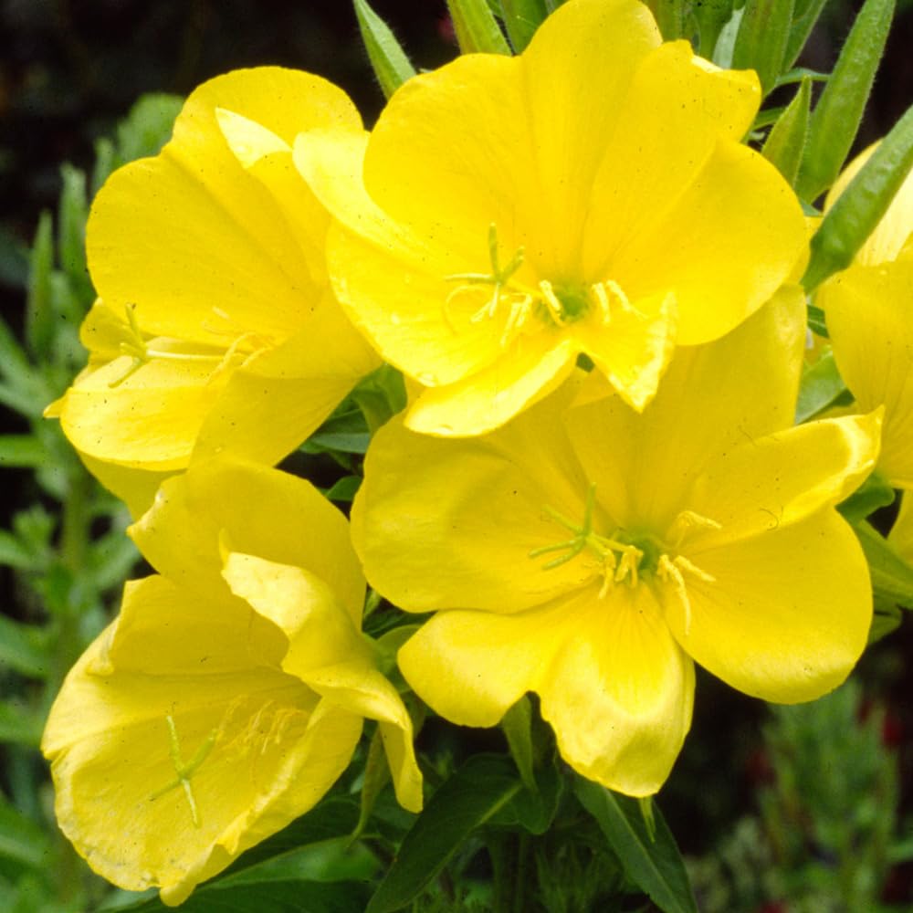 Evening Primrose – Hardy Wildflower Garden Seeds
