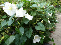 Moonflower Tall Night – Fragrant Flower Seeds