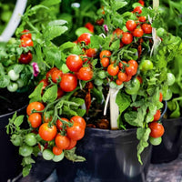 Dwarf Cherry Tomato – Dwarf Vegetable Seeds