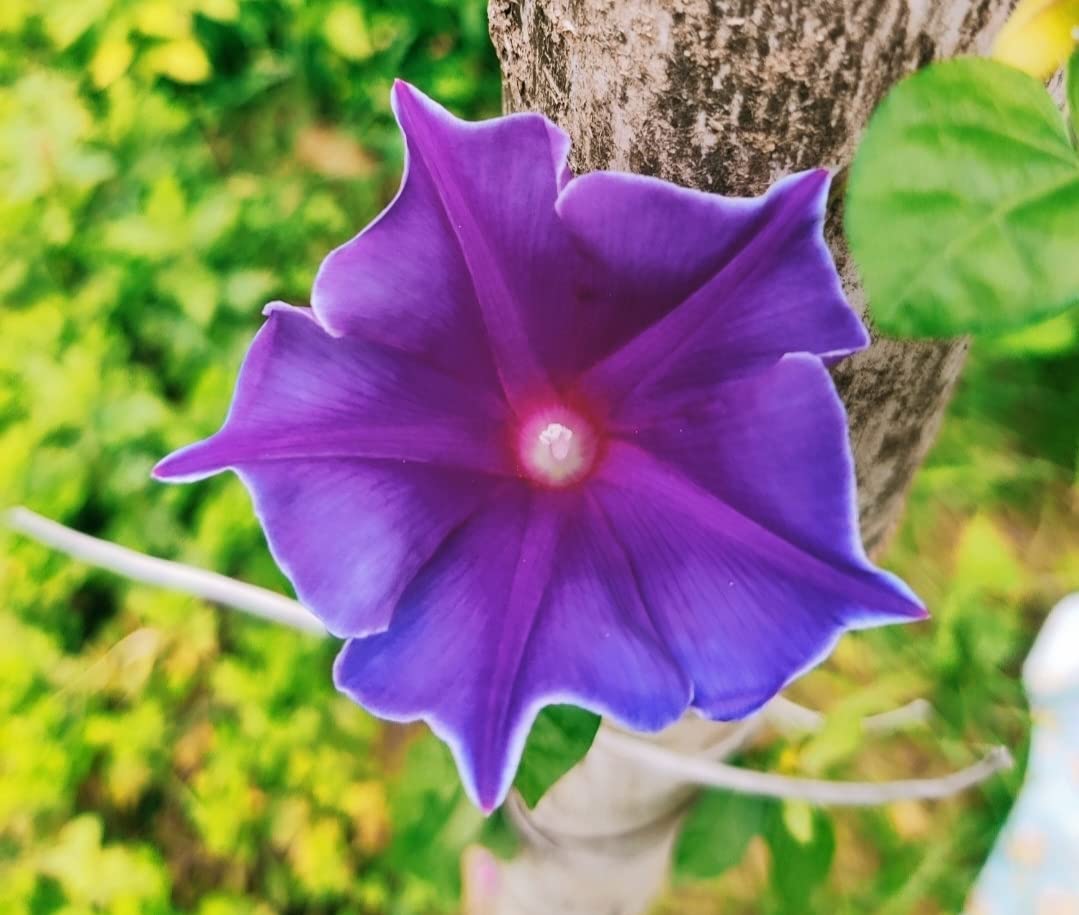 Blue Picotee Blast – Garden Flower Seeds