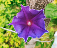 Blue Picotee Blast – Garden Flower Seeds